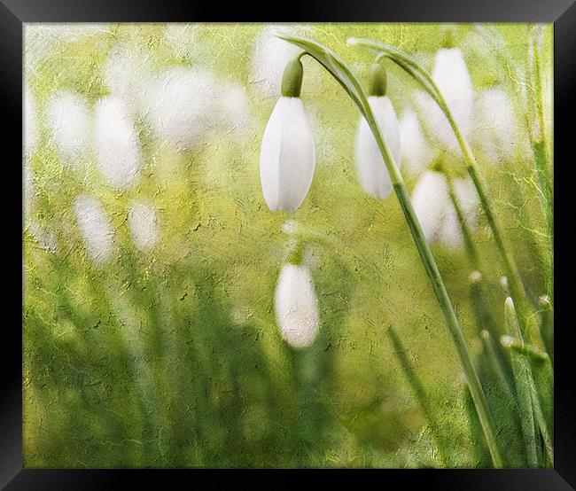 Spring Snowdrops Framed Print by Dawn Cox