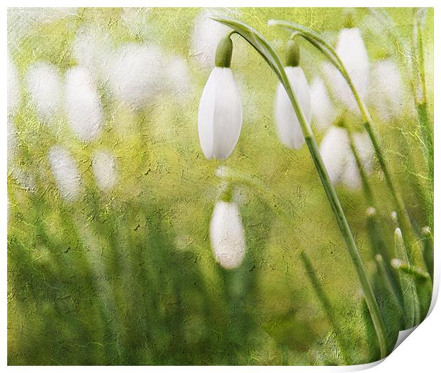 Spring Snowdrops Print by Dawn Cox