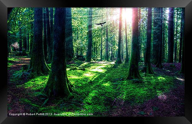 Sunlight Through The Woods Framed Print by Robert Pettitt