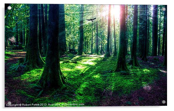 Sunlight Through The Woods Acrylic by Robert Pettitt