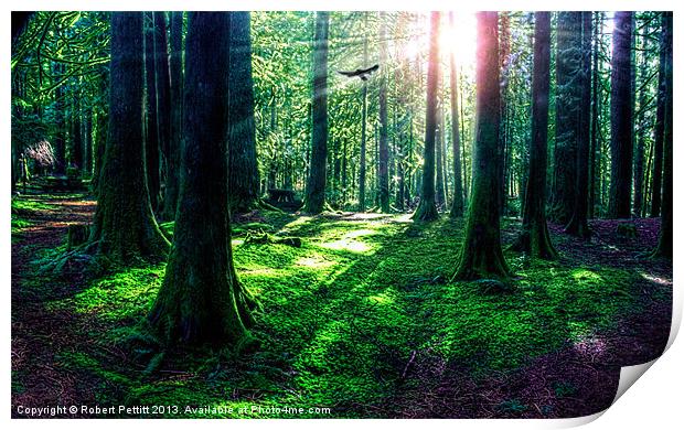 Sunlight Through The Woods Print by Robert Pettitt