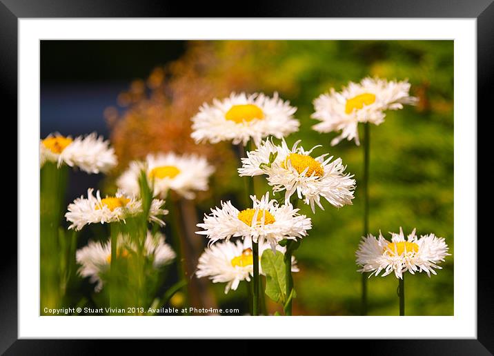 Daisies in the Summer Framed Mounted Print by Stuart Vivian
