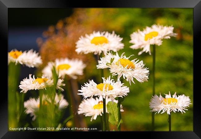 Daisies in the Summer Framed Print by Stuart Vivian