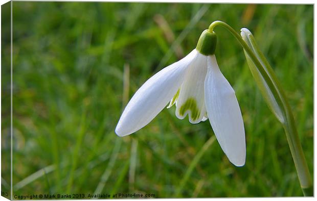 Snowdrop Canvas Print by Mark  F Banks