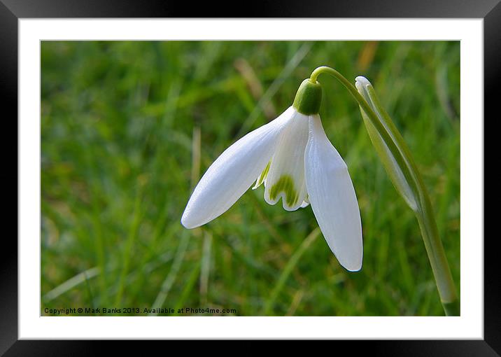 Snowdrop Framed Mounted Print by Mark  F Banks