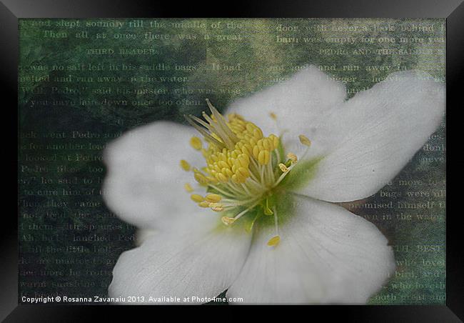 Floral Delight. Framed Print by Rosanna Zavanaiu