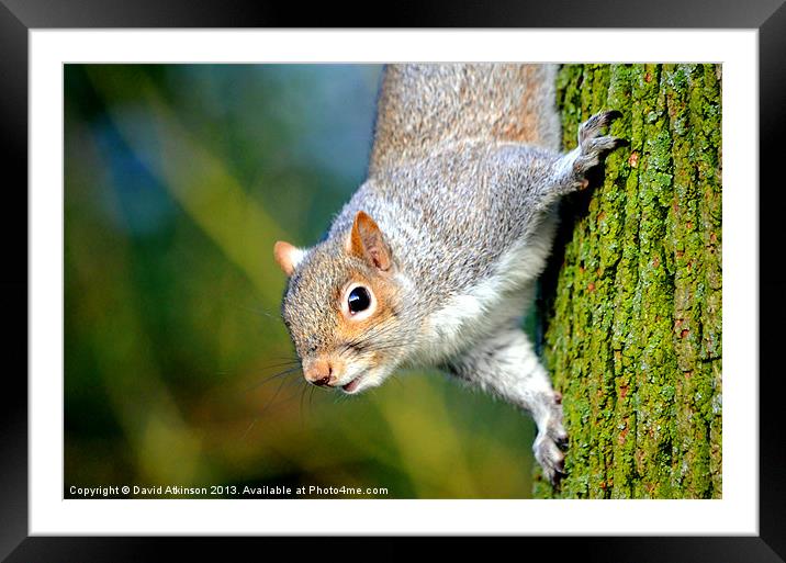 CHEEKY SQUIRREL Framed Mounted Print by David Atkinson