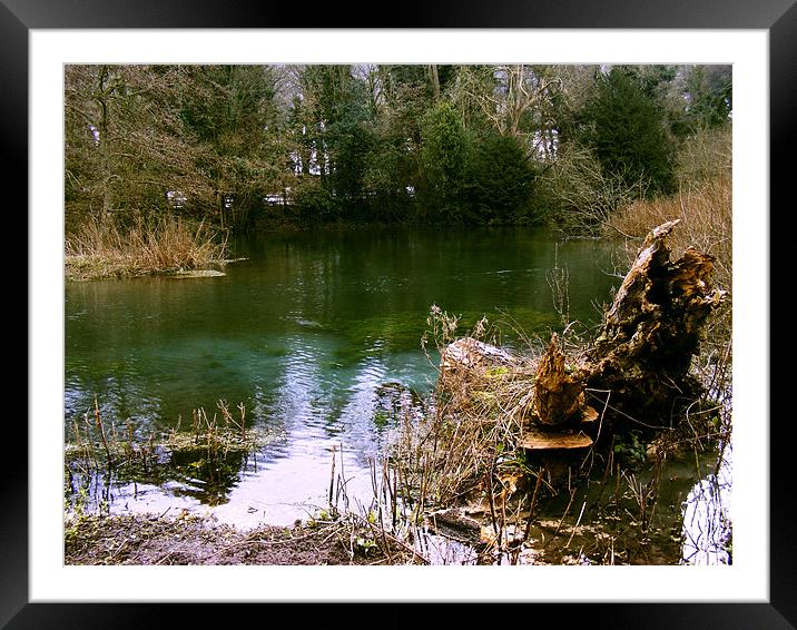 The Old Stump of the lake Framed Mounted Print by Mark Danson