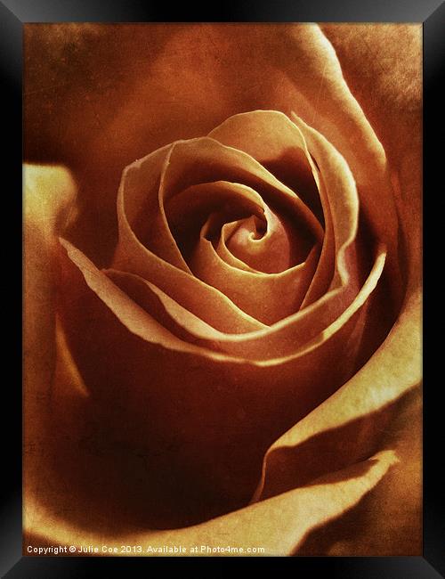 Dirty Rose Framed Print by Julie Coe