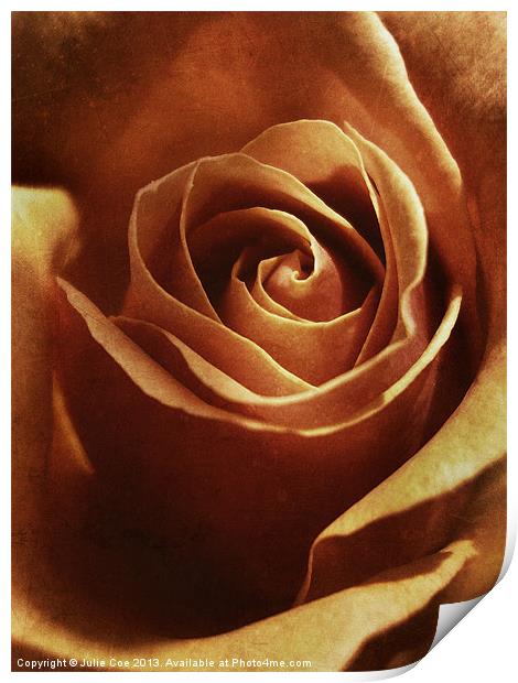 Dirty Rose Print by Julie Coe
