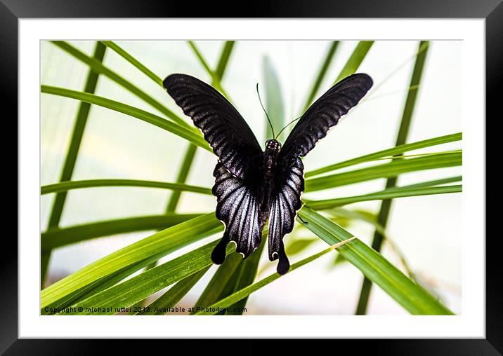 Butterfly farm Framed Mounted Print by michael rutter
