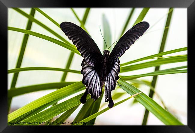 Butterfly farm Framed Print by michael rutter
