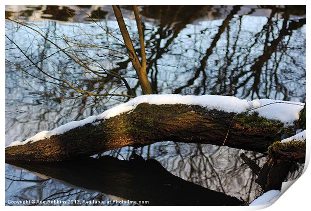 Broken Log Print by Ade Robbins