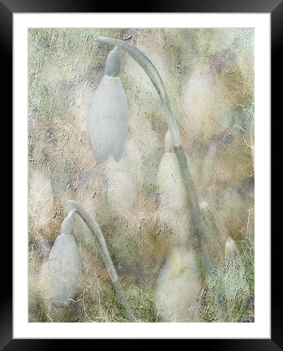 Hints of Snowdrops Framed Mounted Print by Dawn Cox