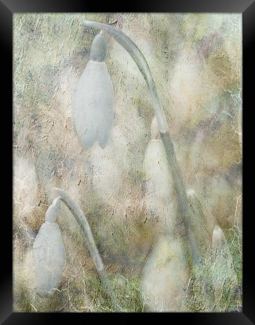 Hints of Snowdrops Framed Print by Dawn Cox