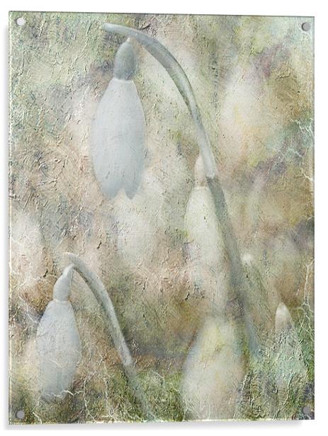 Hints of Snowdrops Acrylic by Dawn Cox