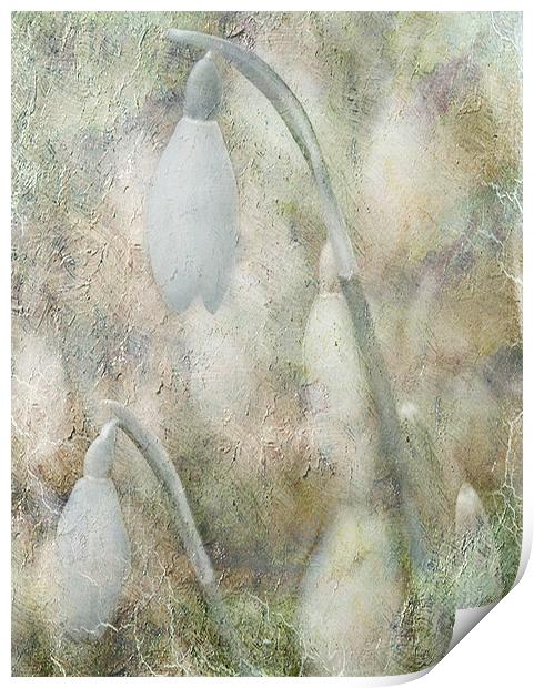 Hints of Snowdrops Print by Dawn Cox