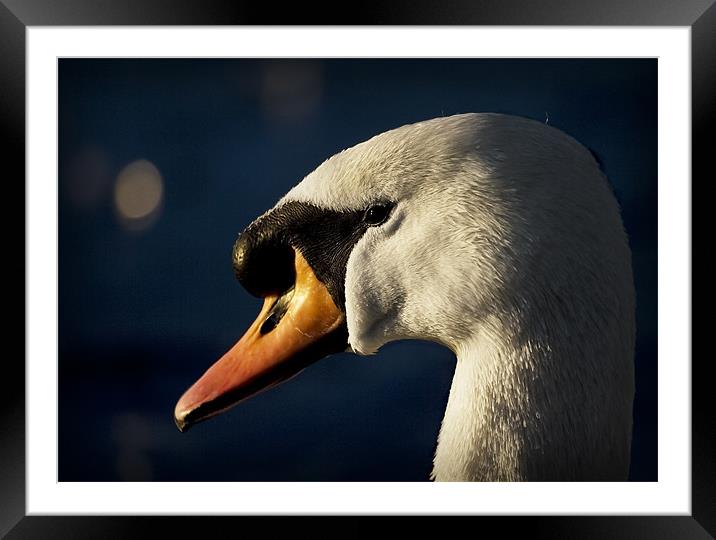 MUTE SWAN Framed Mounted Print by Anthony R Dudley (LRPS)