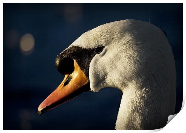 MUTE SWAN Print by Anthony R Dudley (LRPS)
