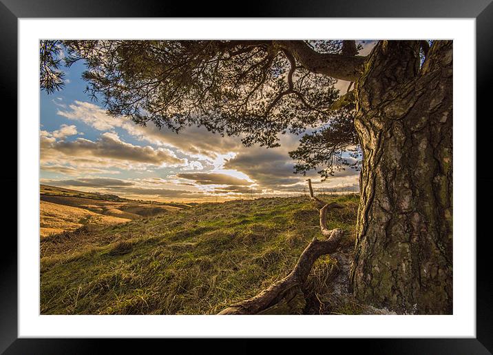 Tree with a view. Framed Mounted Print by Phil Tinkler