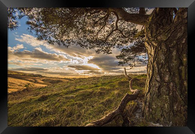 Tree with a view. Framed Print by Phil Tinkler