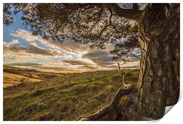 Tree with a view. Print by Phil Tinkler