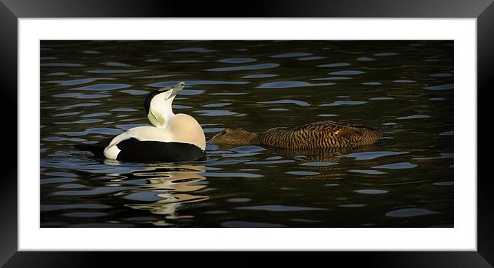 COMMON EIDER DISPLAY Framed Mounted Print by Anthony R Dudley (LRPS)