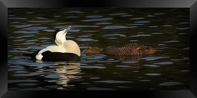 COMMON EIDER DISPLAY Framed Print by Anthony R Dudley (LRPS)