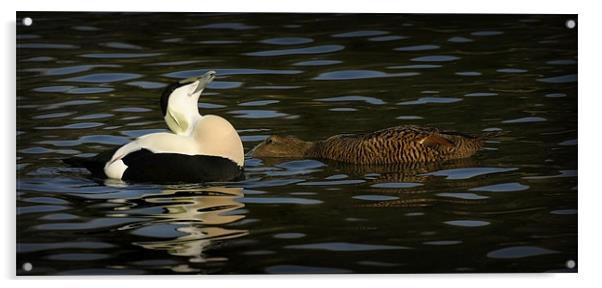 COMMON EIDER DISPLAY Acrylic by Anthony R Dudley (LRPS)