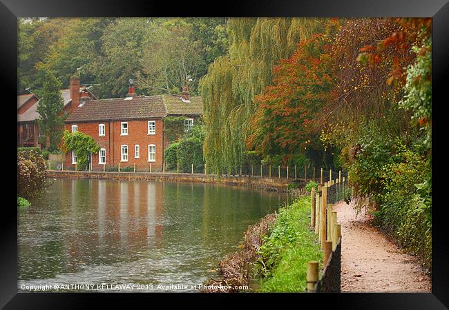 RIVER ITCHEN COTTAGE IN AUTUMN Framed Print by Anthony Kellaway