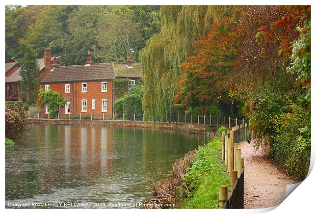 RIVER ITCHEN COTTAGE IN AUTUMN Print by Anthony Kellaway