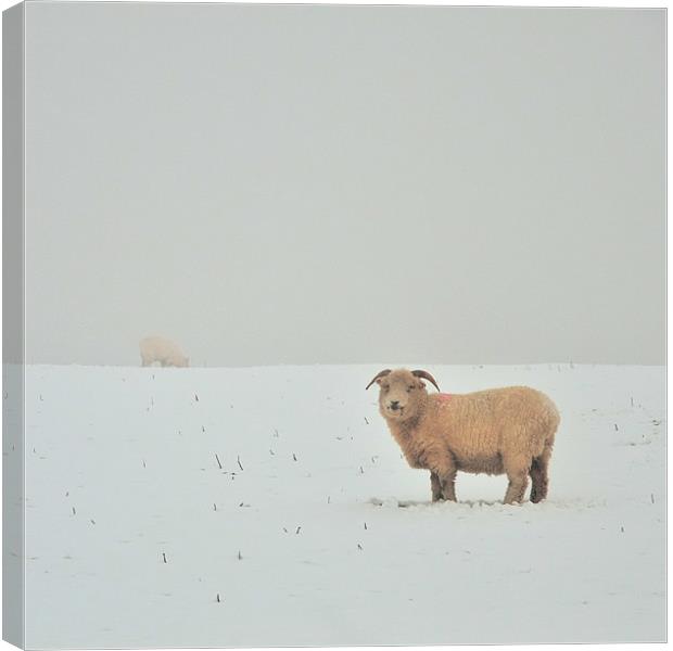 Snowy Sheep Canvas Print by Jon Short