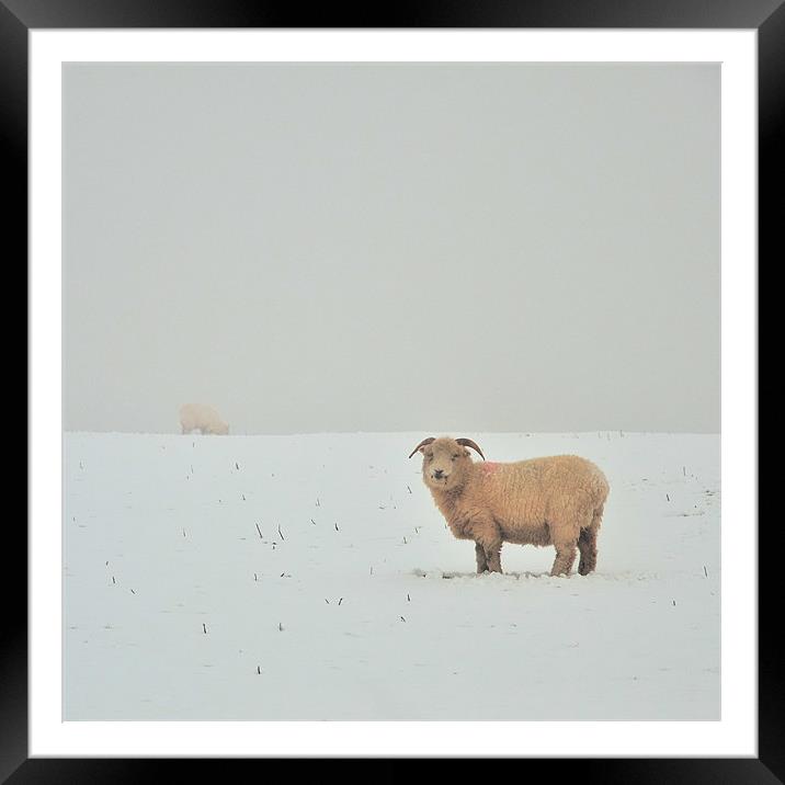 Snowy Sheep Framed Mounted Print by Jon Short