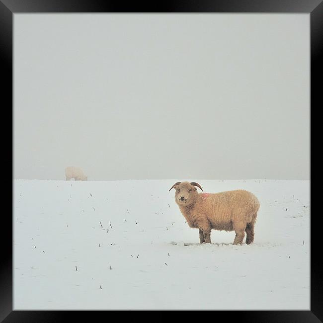 Snowy Sheep Framed Print by Jon Short