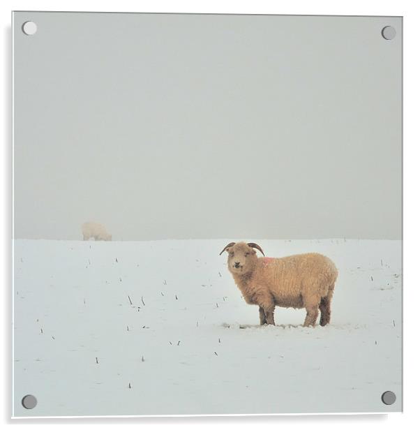 Snowy Sheep Acrylic by Jon Short