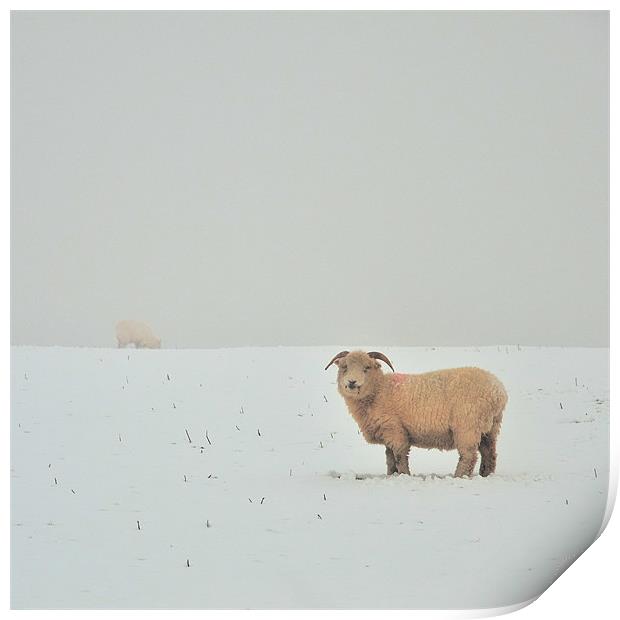 Snowy Sheep Print by Jon Short