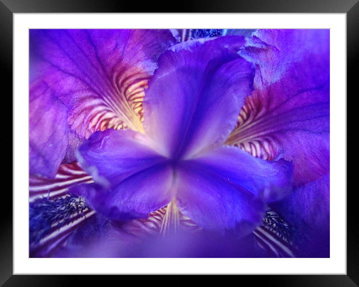 Abstract Iris Framed Mounted Print by Donna-Marie Parsons