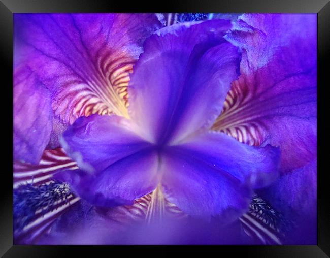 Abstract Iris Framed Print by Donna-Marie Parsons