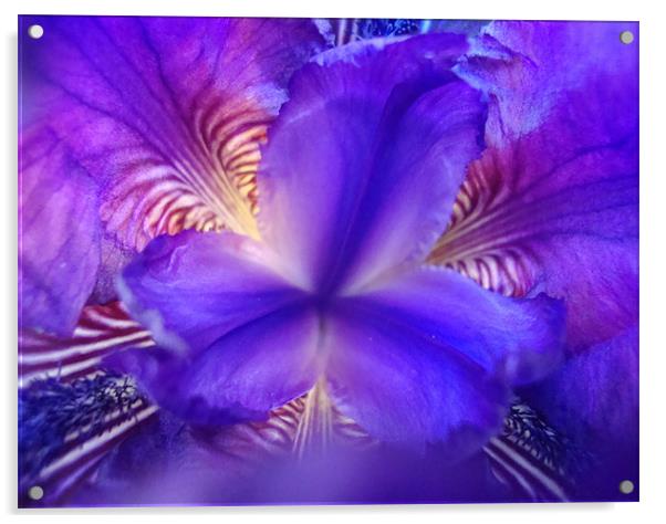 Abstract Iris Acrylic by Donna-Marie Parsons