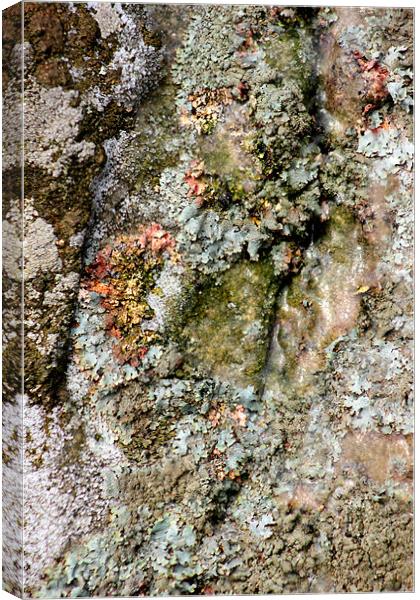 study of frozen Cladonia lichen 1 Canvas Print by simon powell