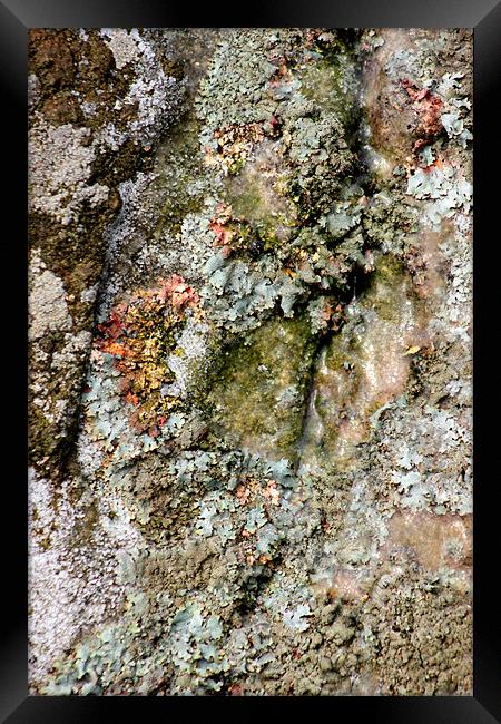 study of frozen Cladonia lichen 1 Framed Print by simon powell