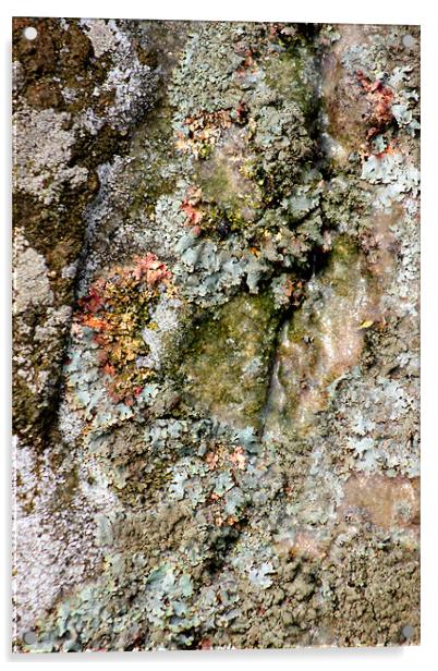 study of frozen Cladonia lichen 1 Acrylic by simon powell