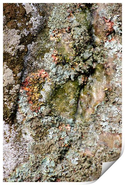 study of frozen Cladonia lichen 1 Print by simon powell