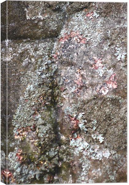 study of frozen Cladonia lichen 2 Canvas Print by simon powell