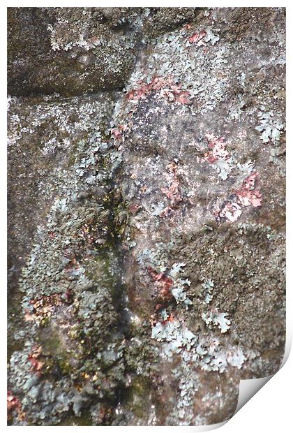 study of frozen Cladonia lichen 2 Print by simon powell