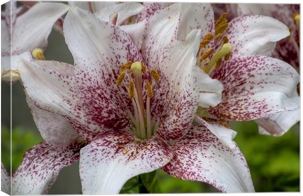 Red and white lilies. Canvas Print by Ian Mitchell