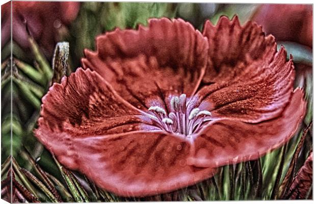 Little Red Flower Canvas Print by Julie Coe