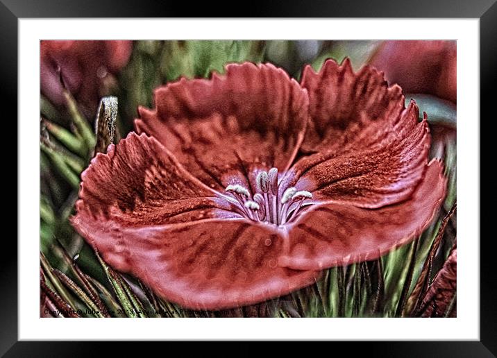 Little Red Flower Framed Mounted Print by Julie Coe