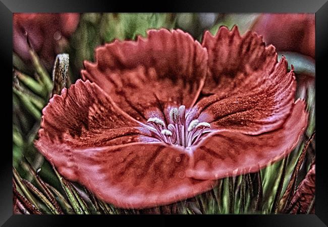 Little Red Flower Framed Print by Julie Coe