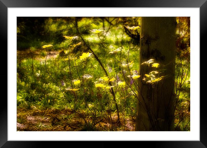 Woodland Leaves Framed Mounted Print by Mark Llewellyn
